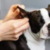 Biaya Grooming Anjing